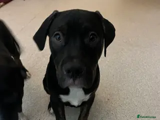 Mixed Breed dogs 2 beautiful babies left 😍 - Advert 5