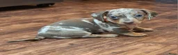 Miniature Dachshund dogs for sale: Stunning Miniature Smooth Haired boy puppy - Advert 20