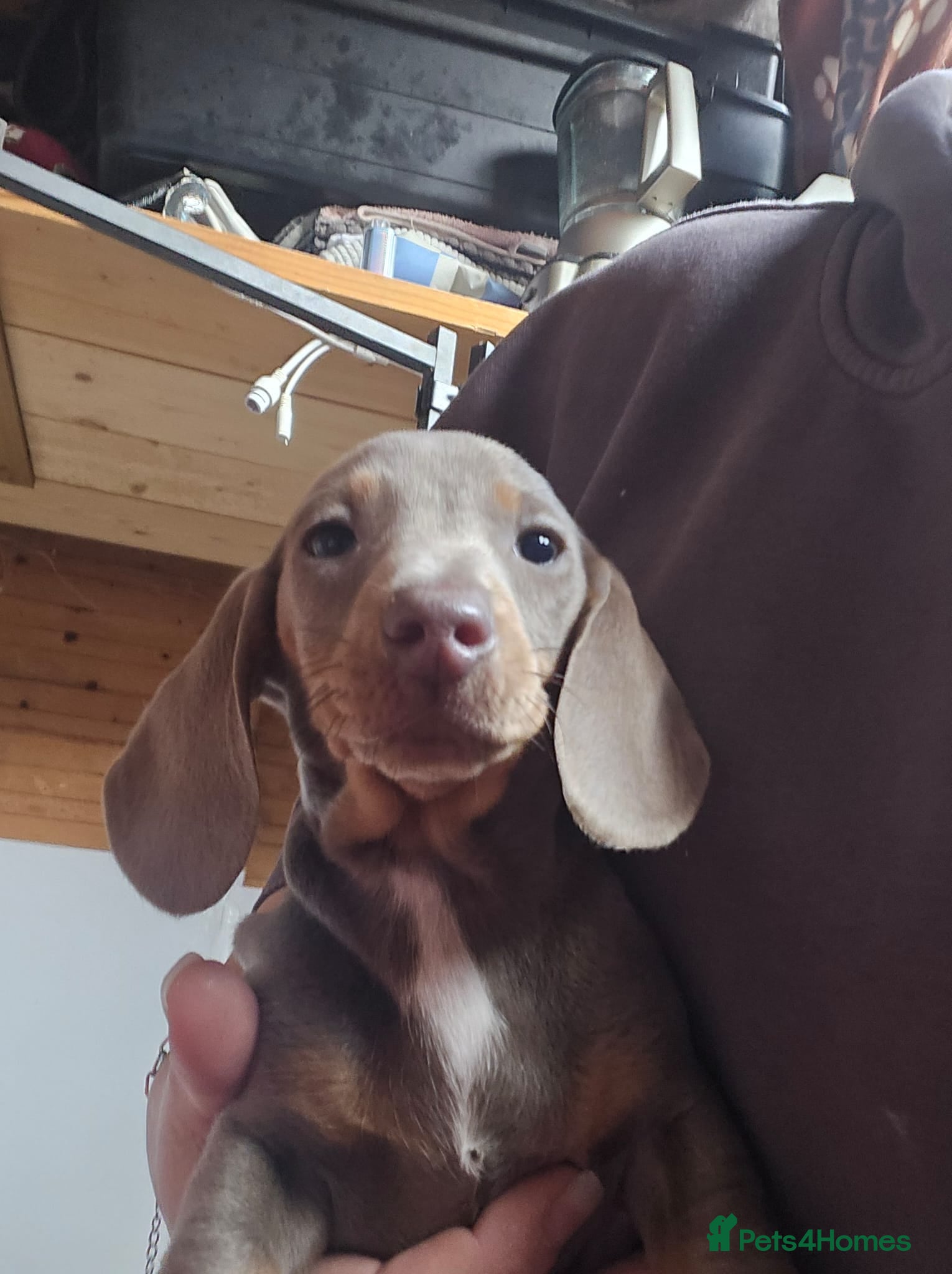 Miniature Dachshund dogs READY NOW: Stunning miniature dachshund pups - Advert 1