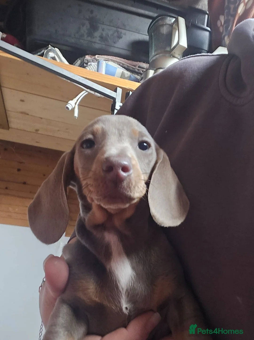 Miniature Dachshund dogs for sale: READY NOW: Stunning miniature dachshund pups - Advert 2