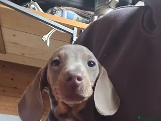 Miniature Dachshund dogs READY NOW: Stunning miniature dachshund pups - Advert 1