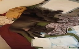 Cane Corso dogs for sale: Beautiful Blue Cane Corso Puppies - Image 8
