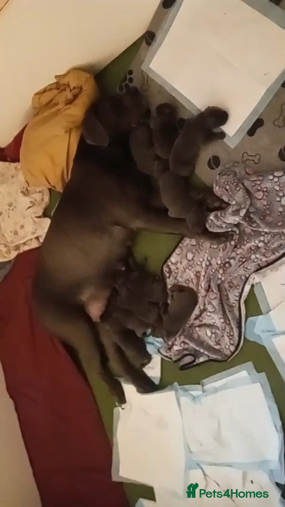 Cane Corso dogs for sale: Beautiful Blue Cane Corso Puppies - Image 8