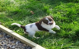 English Springer Spaniel dogs for sale: Gorgeous English Springer Spaniel Puppies - Image 5