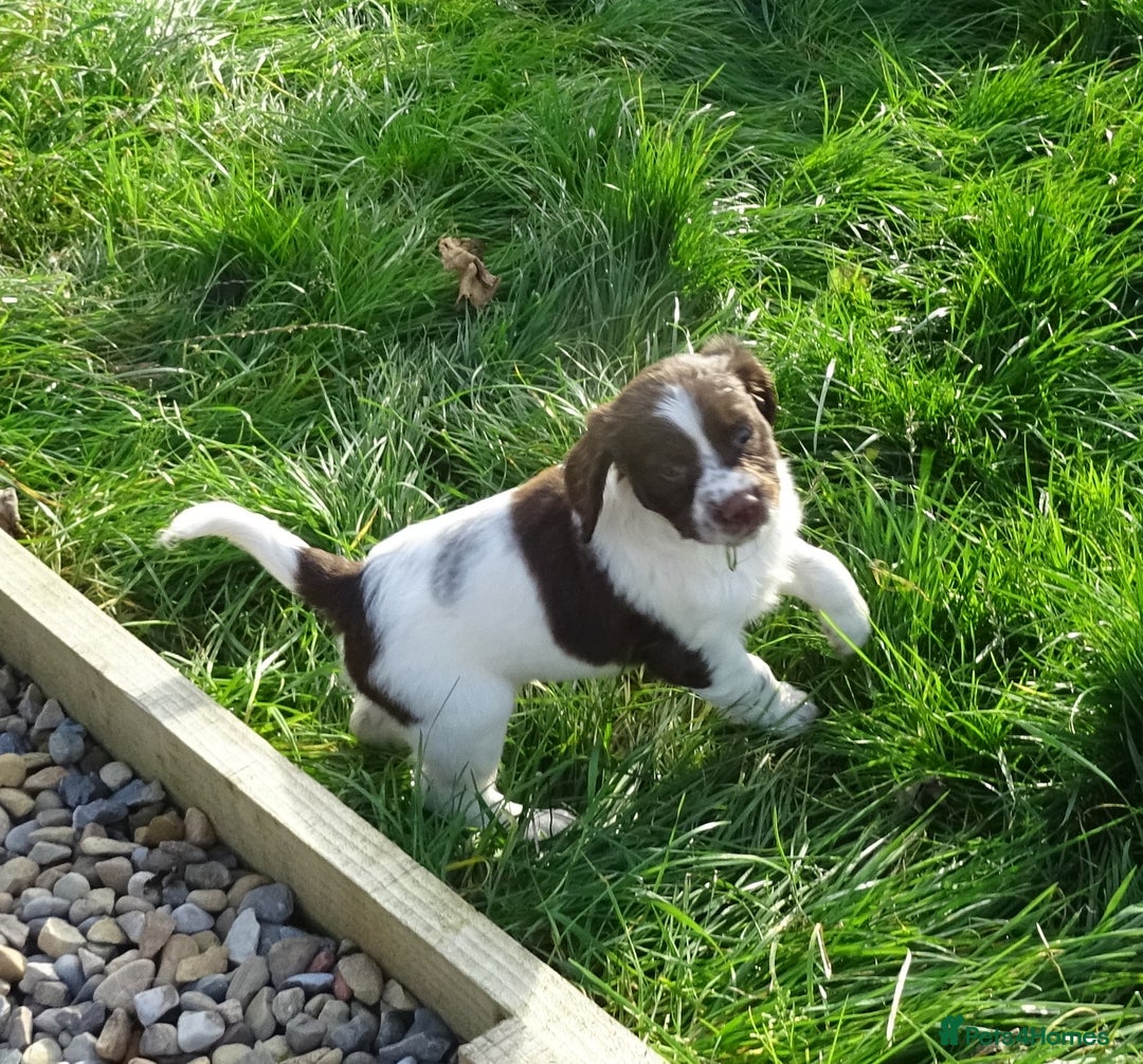 English Springer Spaniel dogs for sale: Gorgeous English Springer Spaniel Puppies - Image 5