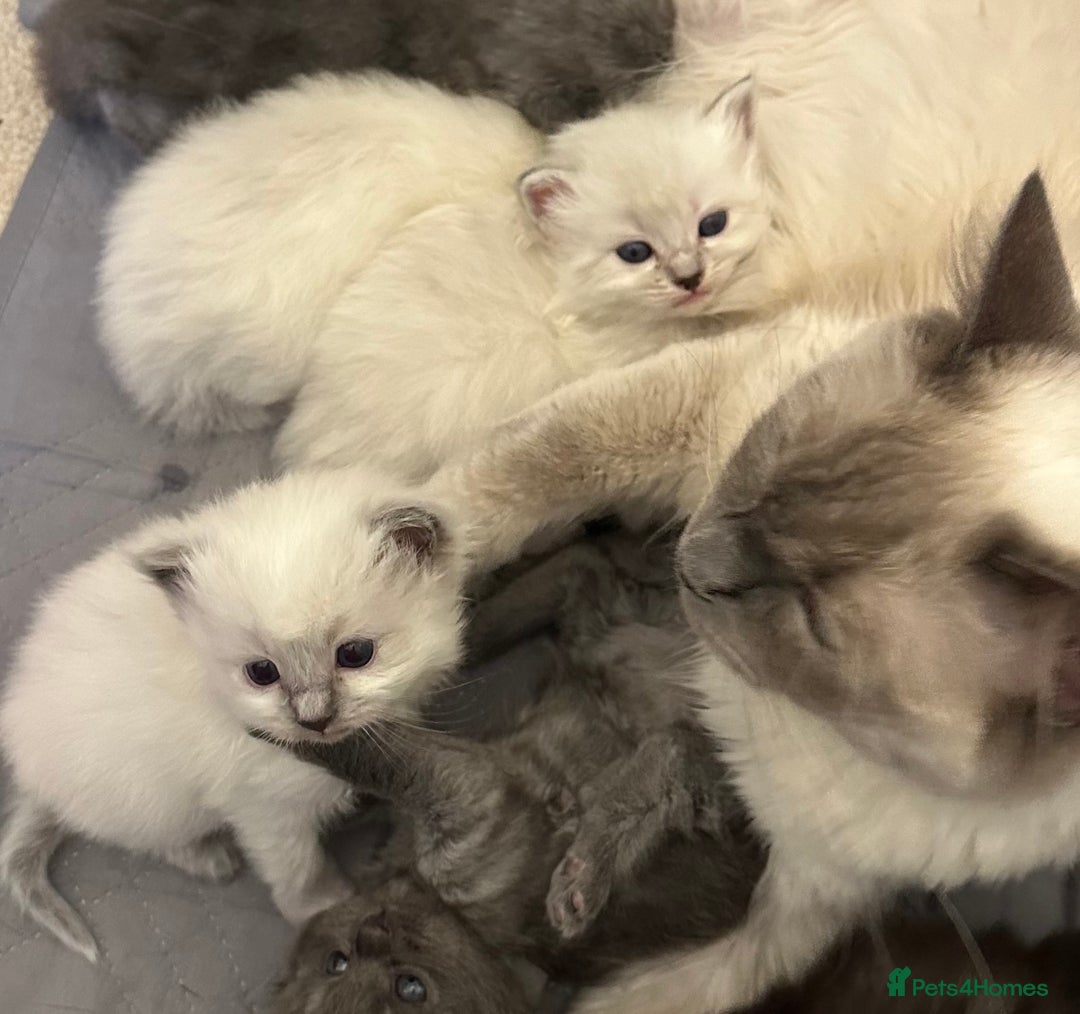 Perdoll cats for sale: PERDOLL KITTENS FOR SALE - Advert 16