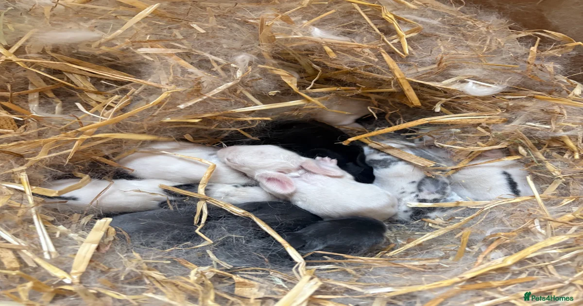 Rabbits for Sale for sale | Pets4Homes