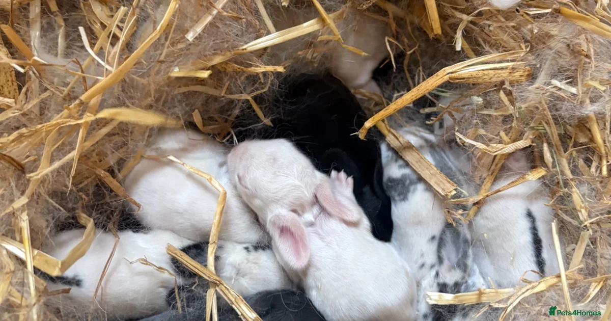 Rabbits for Sale for sale | Pets4Homes