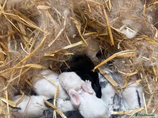 Mixed Breed rabbits 9 baby bunnies ready for loving homes - Advert 12
