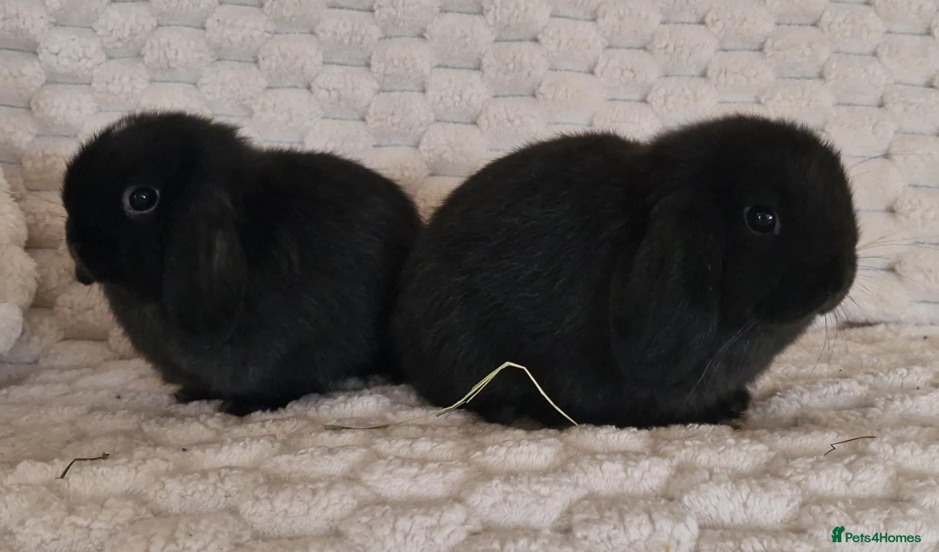 Mini Lop rabbits for sale: 🩷 Ready to leave now Pure bred mini lop girls 🩷 - Advert 2