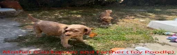 Cockapoo dogs for sale: Toy Poodle x Cockerpoo Puppies - Advert 6