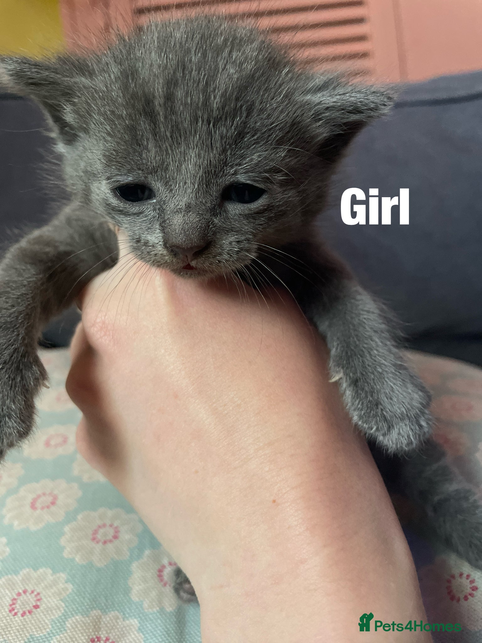Mixed Breed cats for sale: Scottish mixed kittens  in Goole - Advert 7