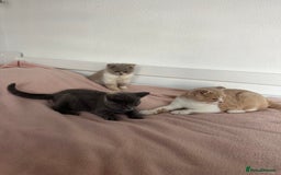 British Shorthair cats for sale: ChampionLine Kittens ready now  - Image 3
