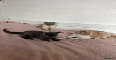 British Shorthair cats - Advert 11
