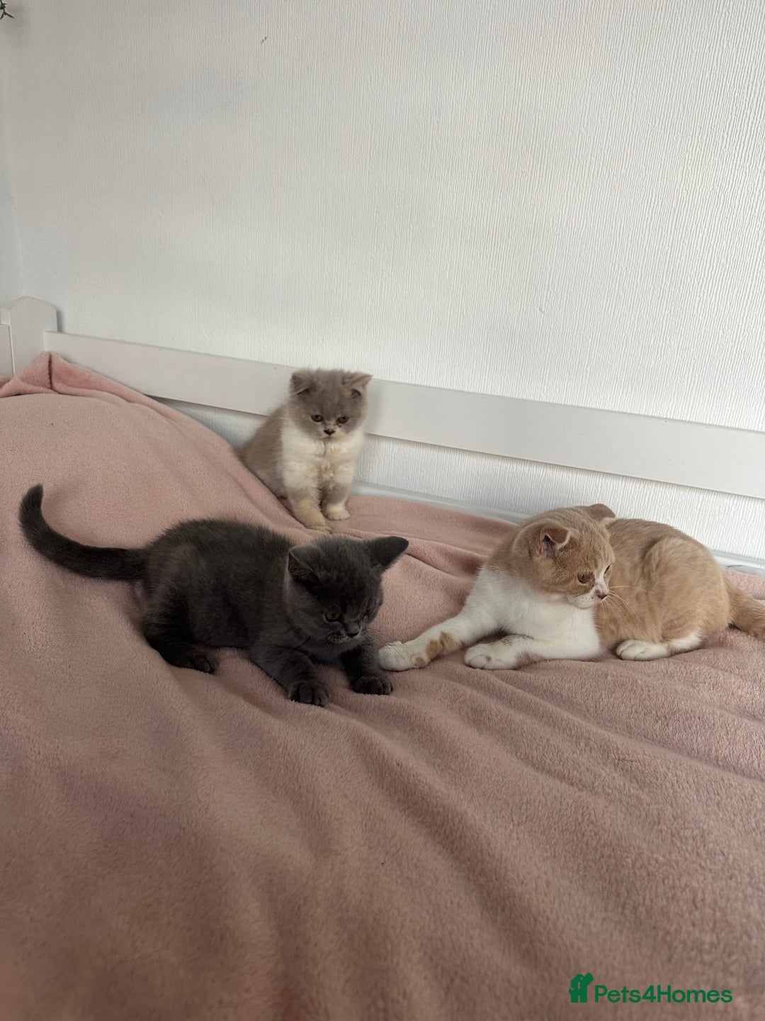 British Shorthair cats for sale: ChampionLine Kittens ready now  - Image 3