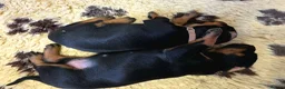 Dobermann dogs for sale: Fantastic KC Dobermann Puppies  - Advert 5