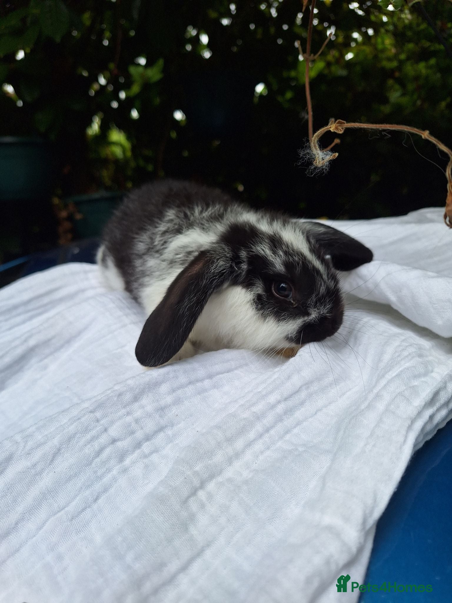 Mini Lop rabbits Pedigree mini lop.baby rabbits  - Advert 20