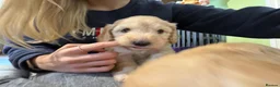 Cockapoo dogs for sale: Beautiful cockerpoo puppies - Advert 28