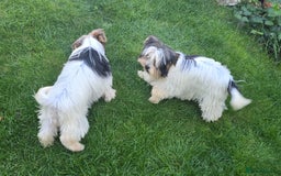 Biewer Terrier dogs for sale: BIEWER TERRIER - 2 BOYS - Image 8