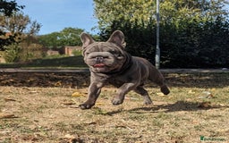 French Bulldog dogs for stud:  Elite Micro  Blue Frenchie Stud - Image 8