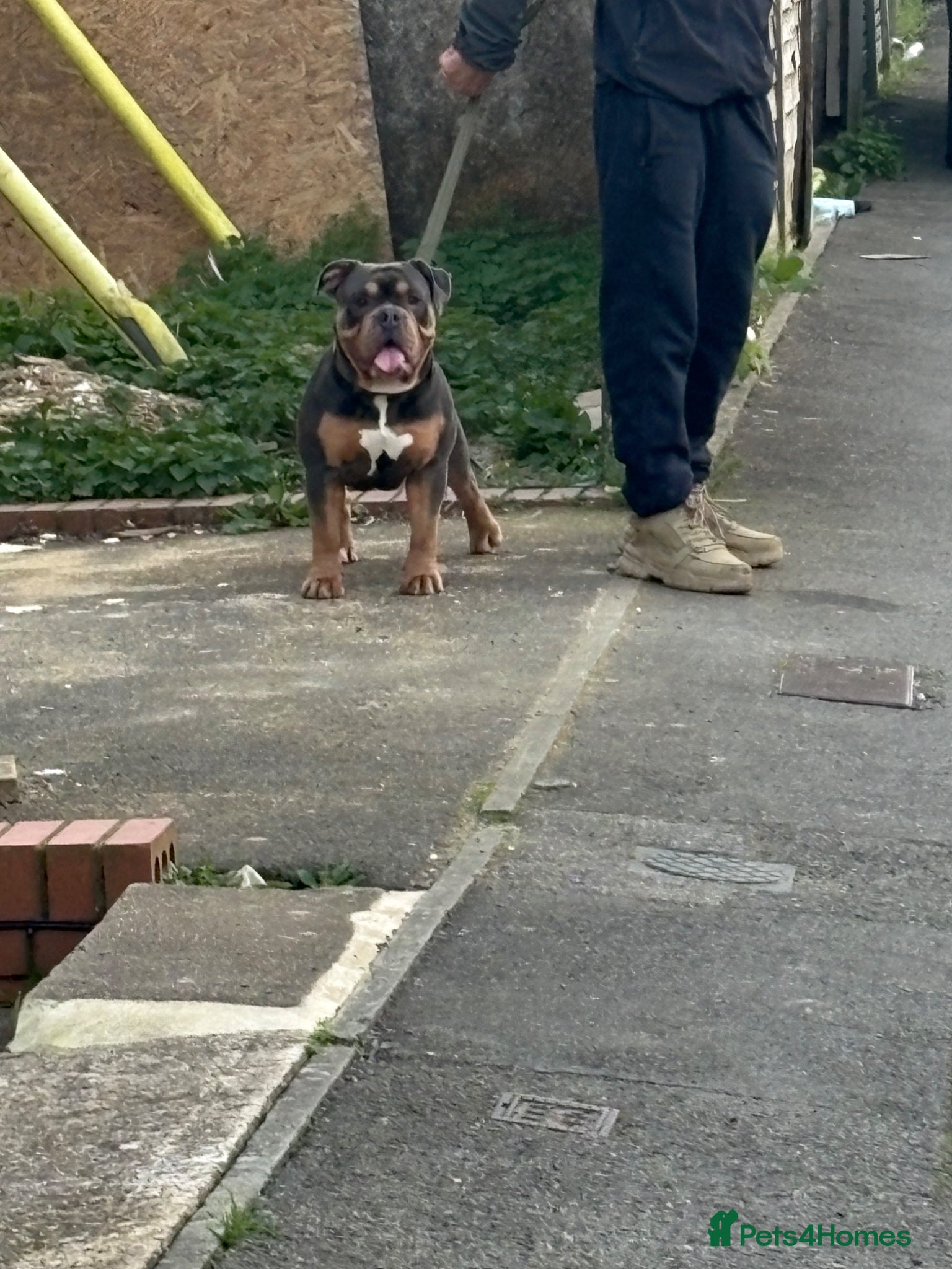 Olde English Bulldogge dogs Olde English bulldog for studding  - Advert 2