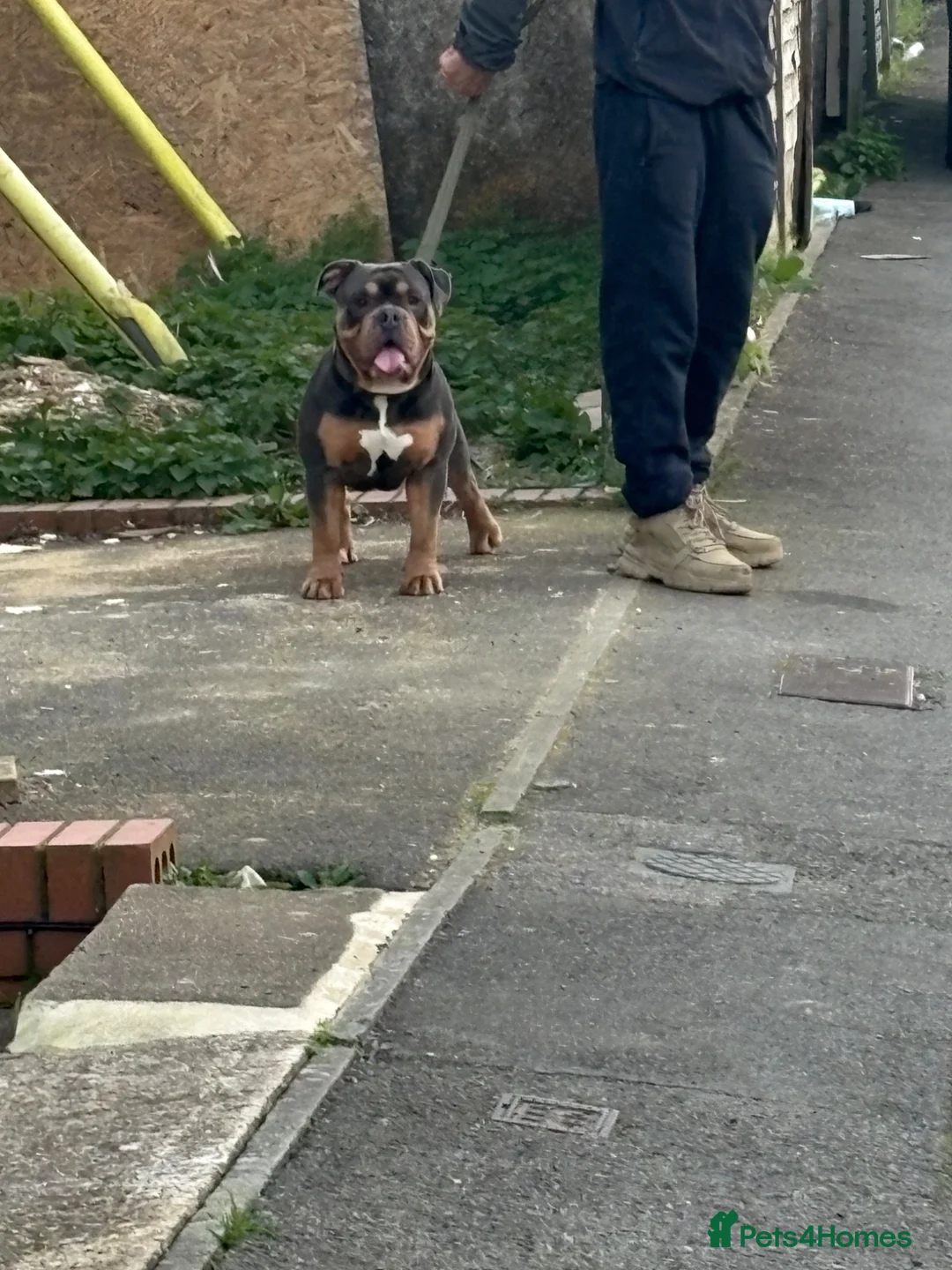 Olde English Bulldogge dogs for stud: Olde English bulldog for studding  - Advert 1