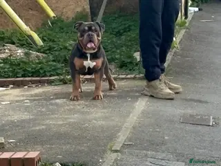 Olde English Bulldogge dogs Olde English bulldog for studding - Advert 2