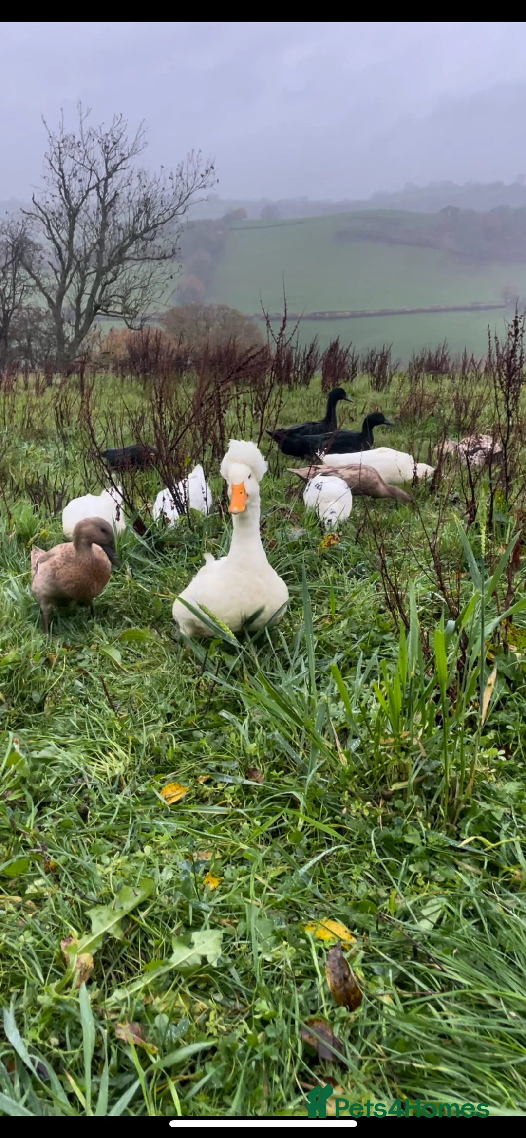 Ducks poultry for sale: Hatching eggs in Llanfyllin - Advert 2