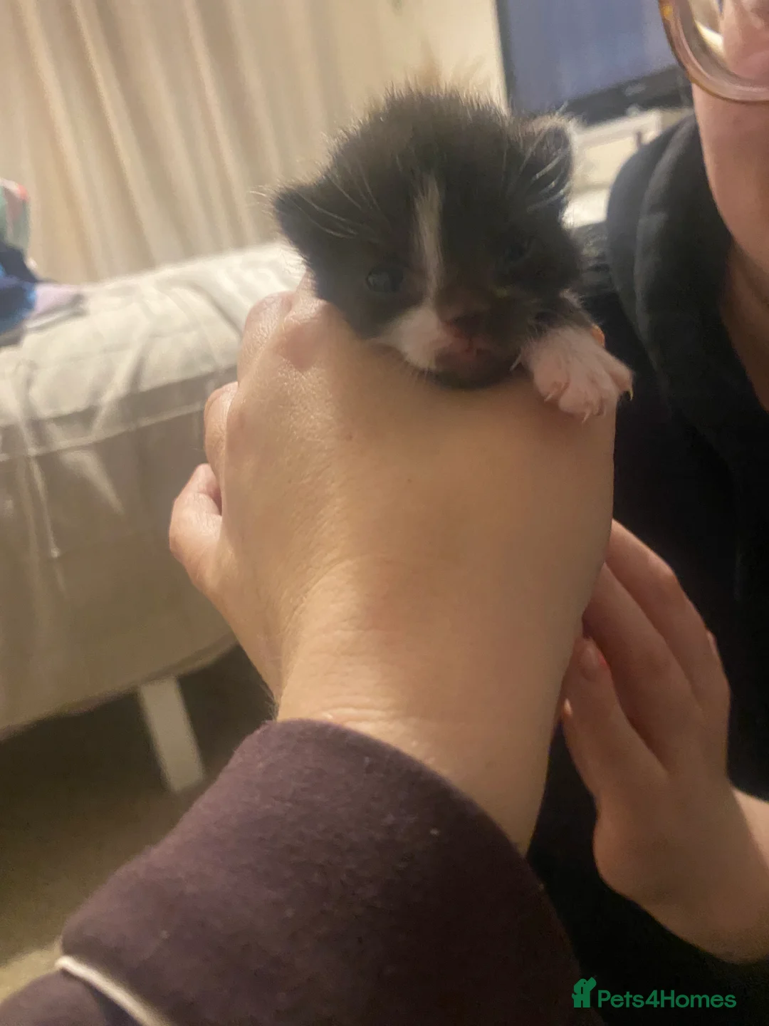 Mixed Breed cats for sale: Ragdoll X kittens for sale- last girl available  - Advert 18