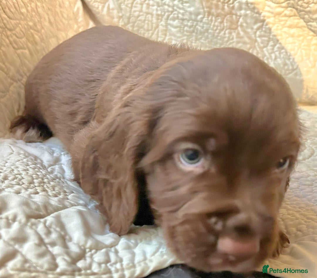 Cocker Spaniel dogs for sale: HEALTH CHECKED KC REG WORKING COCKER SPANIELS  - Advert 3