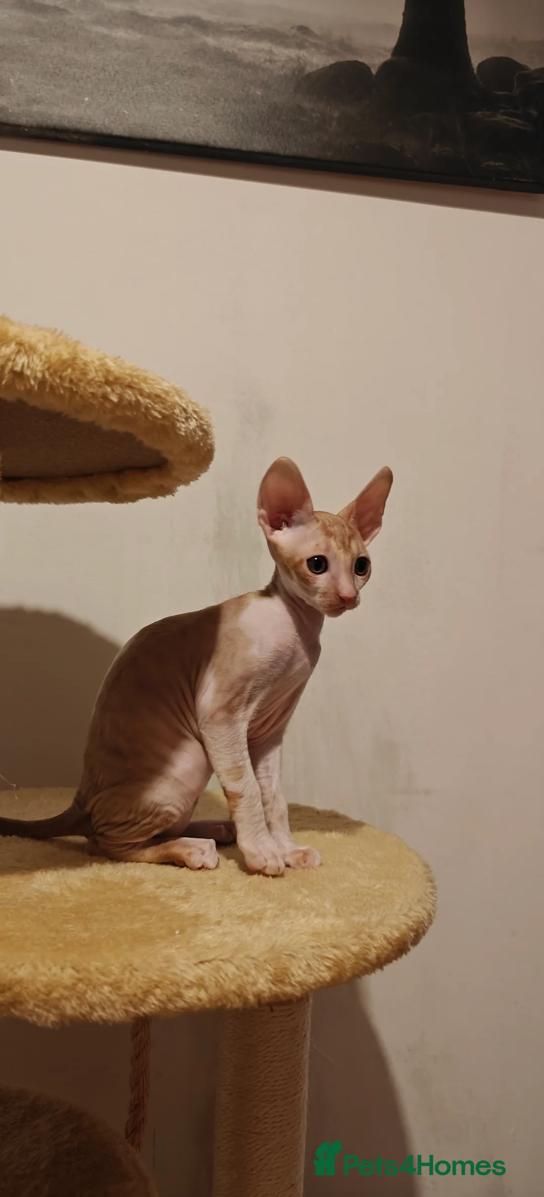 Cornish Rex cats for sale: Cornish Rex kitten ready to new home  - Advert 5