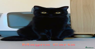 British Shorthair cats - Advert 16