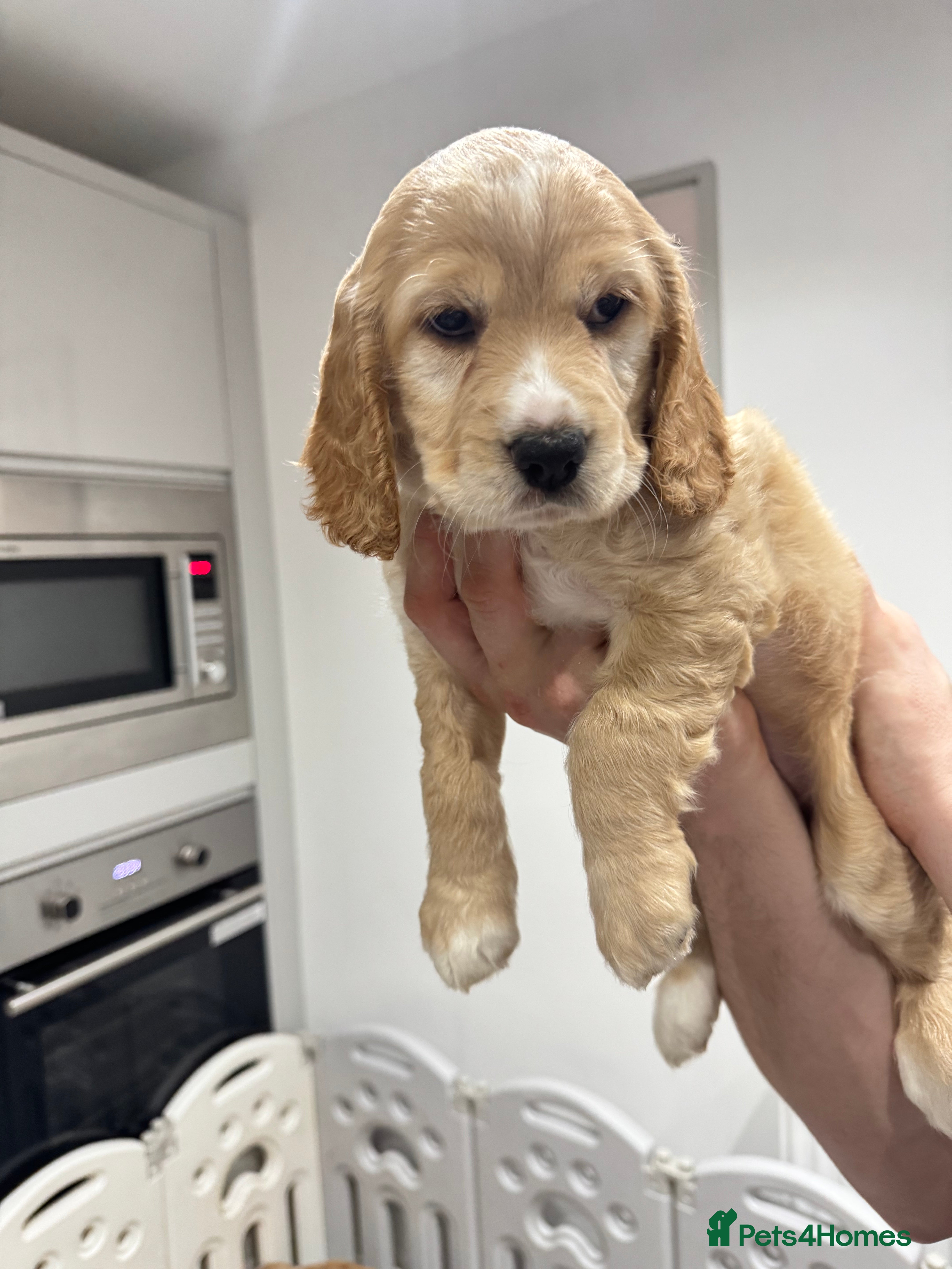 Cocker Spaniel dogs Beautiful litter of cocker spaniels  - Advert 11