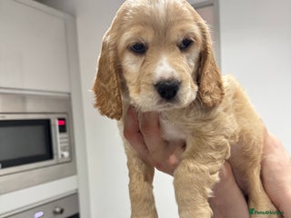 Cocker Spaniel dogs Beautiful litter of cocker spaniels - Advert 11