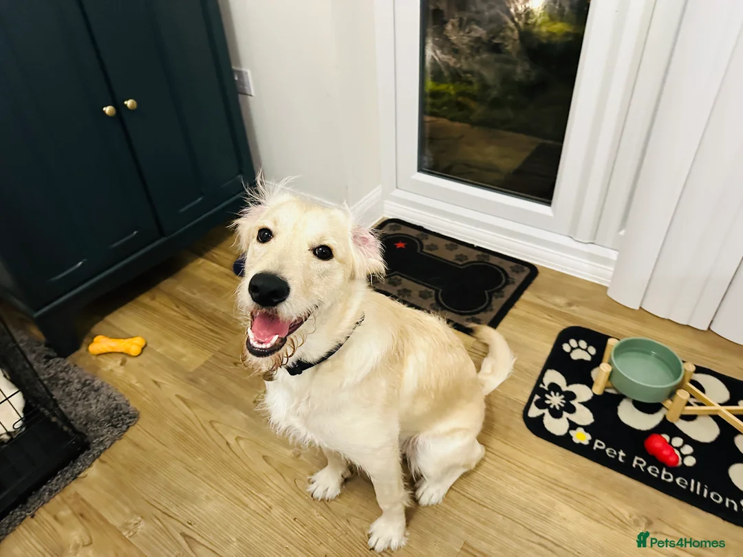 Labradoodle dogs for sale: Labradoodle 8 months - Advert 5