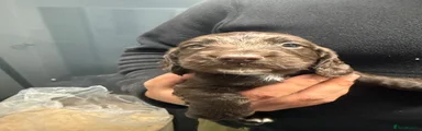 Cocker Spaniel 3