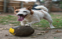 Jack Russell dogs for stud: Parson Jack Russell  - Image 3