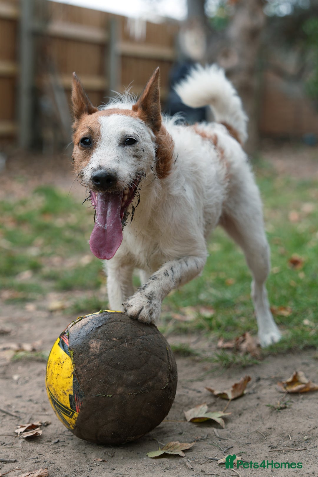 Jack Russell dogs for stud: Parson Jack Russell  - Image 3