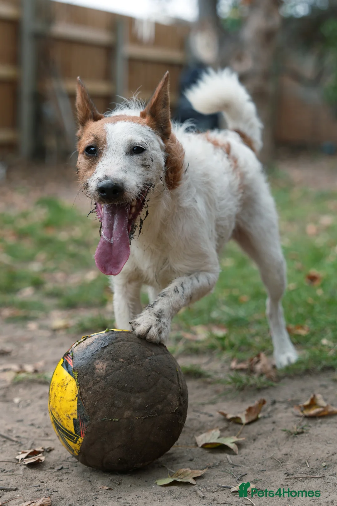 Jack Russell dogs for stud: Parson Jack Russell for stud - Advert 2