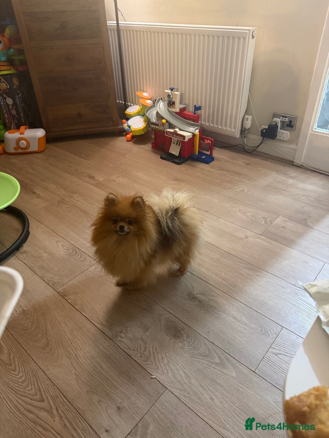 Pomeranian dogs for sale: Sweet little Lila  - Advert 6