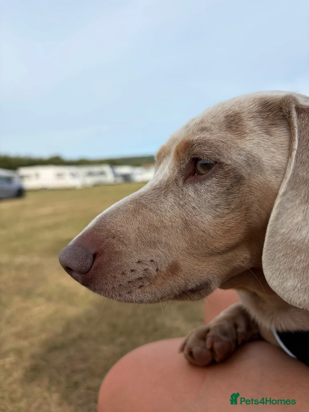 Miniature Dachshund dogs for sale: 2 miniature daschunds looking for loving homes in Port Talbot - Advert 11