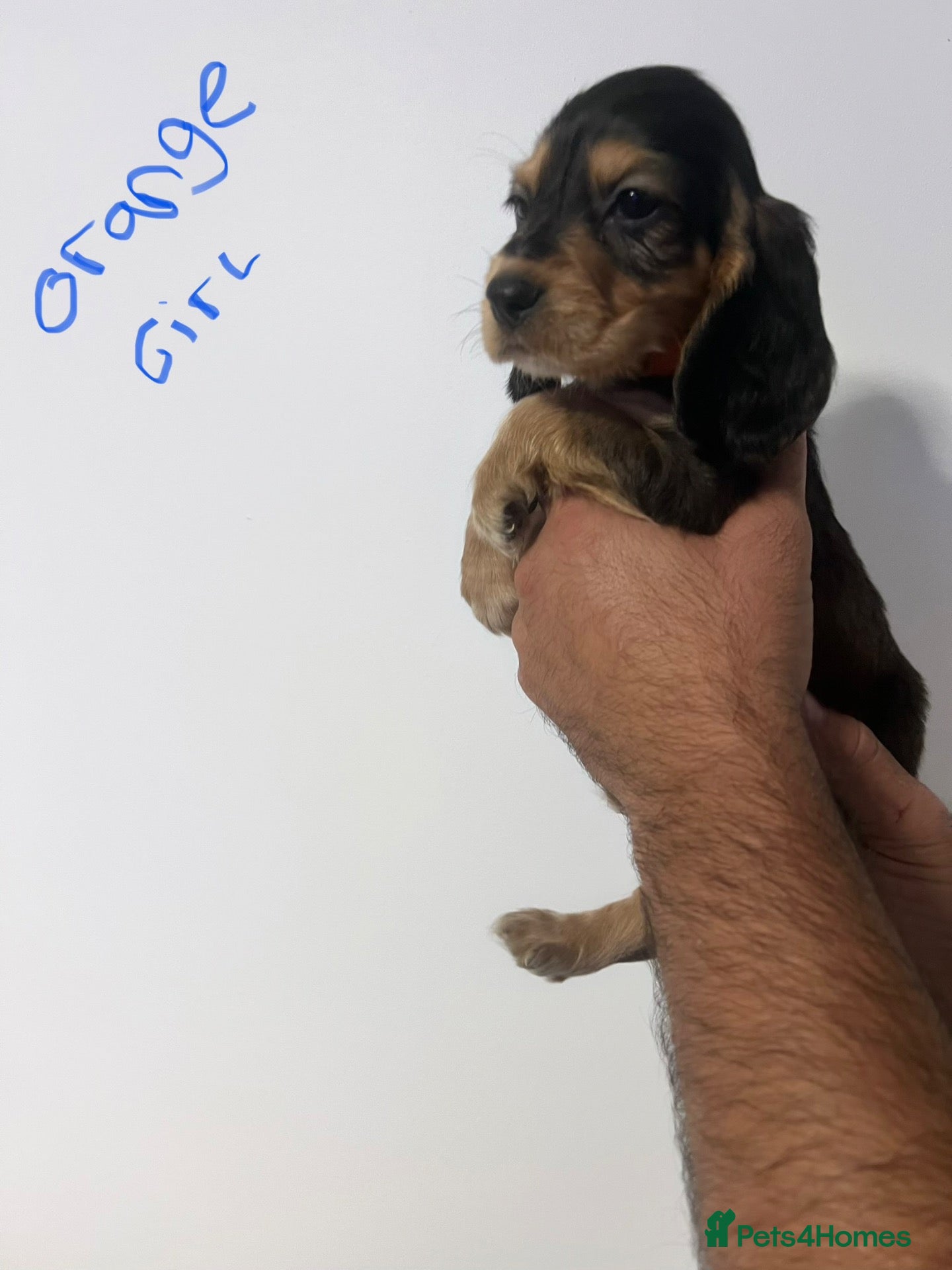 Cocker Spaniel dogs 🐶Stunning Show type cocker spaniels - Advert 2