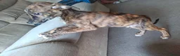 Lurcher dogs for sale: Beautiful Working Stock Male Lurcher Puppy - Advert 8