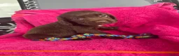 Sprocker dogs for sale: 5 chocolate Sprockers  - Advert 10
