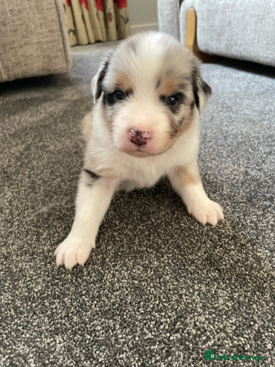 Australian Shepherd dogs for sale: Exceptional Australian Shepherd Puppies - Advert 10