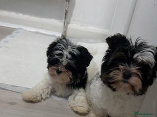 Biewer Terrier dogs Stunning biewer tirrer boys - Advert 4