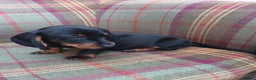 Miniature Dachshund dogs for sale: Black and Tan Miniature Dachshund Puppies 3 Boys - Advert 17