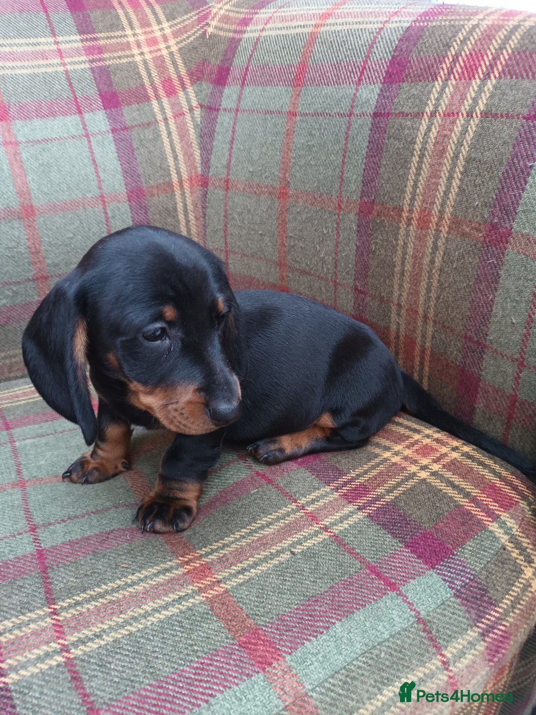 Miniature Dachshund dogs for sale: Black and Tan Miniature Dachshund Puppies 3 Boys - Advert 17