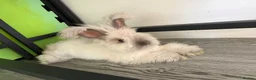 Angora rabbits for sale: Beautiful angora for sale  - Advert 3