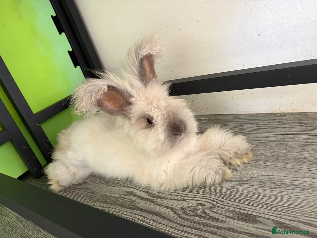 Angora rabbits for sale: Beautiful angora for sale  - Advert 3